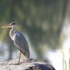  Reiher auf dem Lieblingsplatz