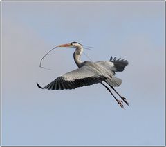 Reiher auf dem Weg zum Nest