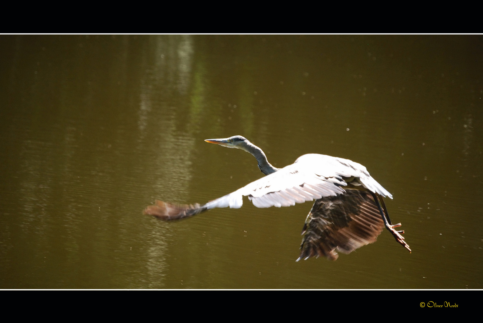 Reiher auf der Flucht