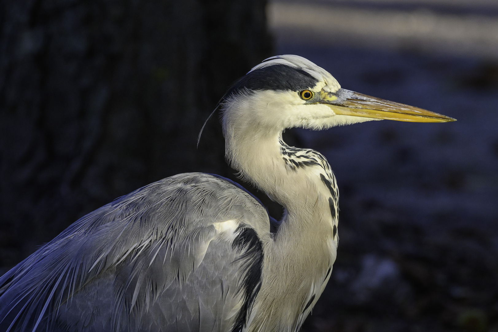 Reiher auf der Jagd 1