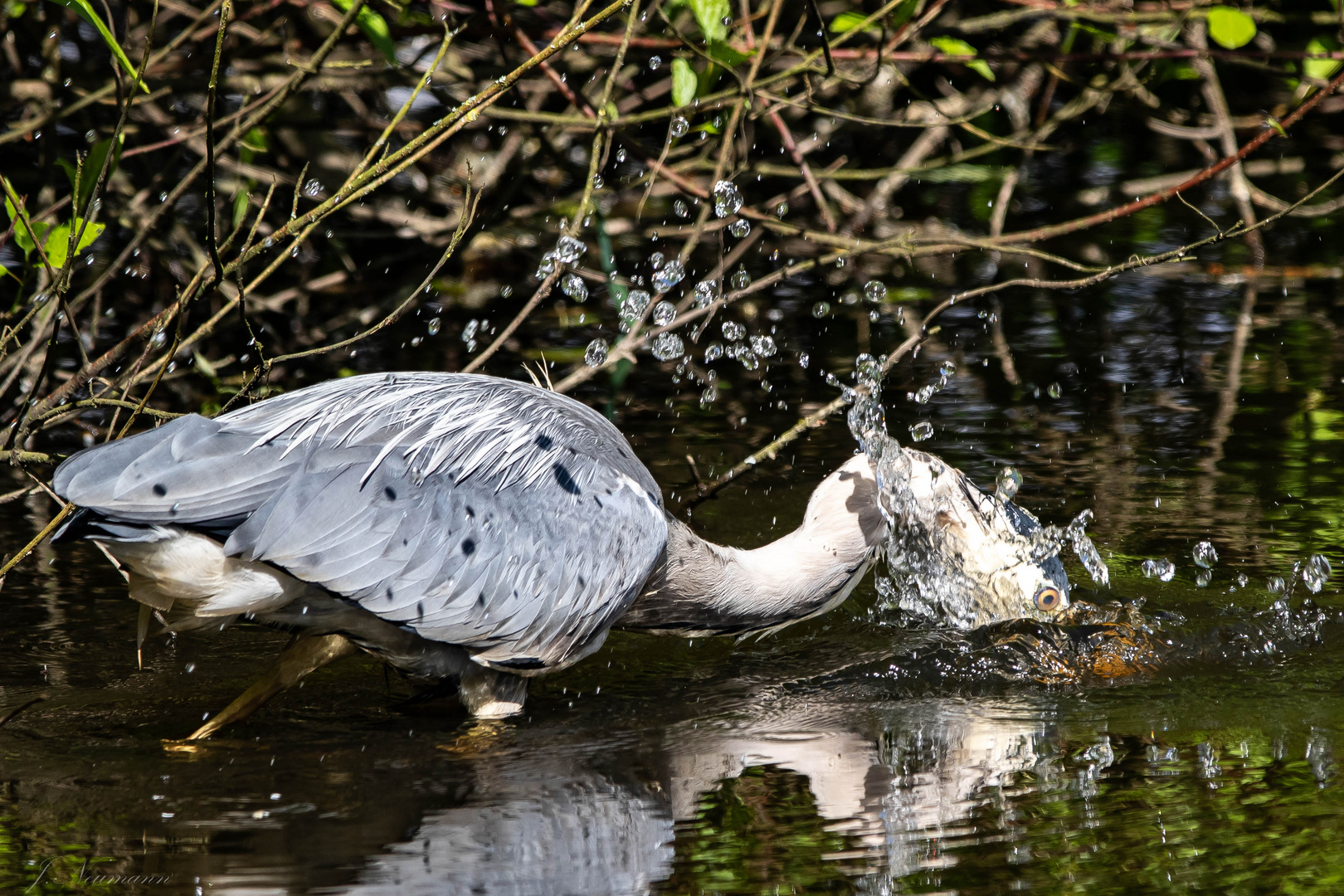 Reiher auf der Jagd