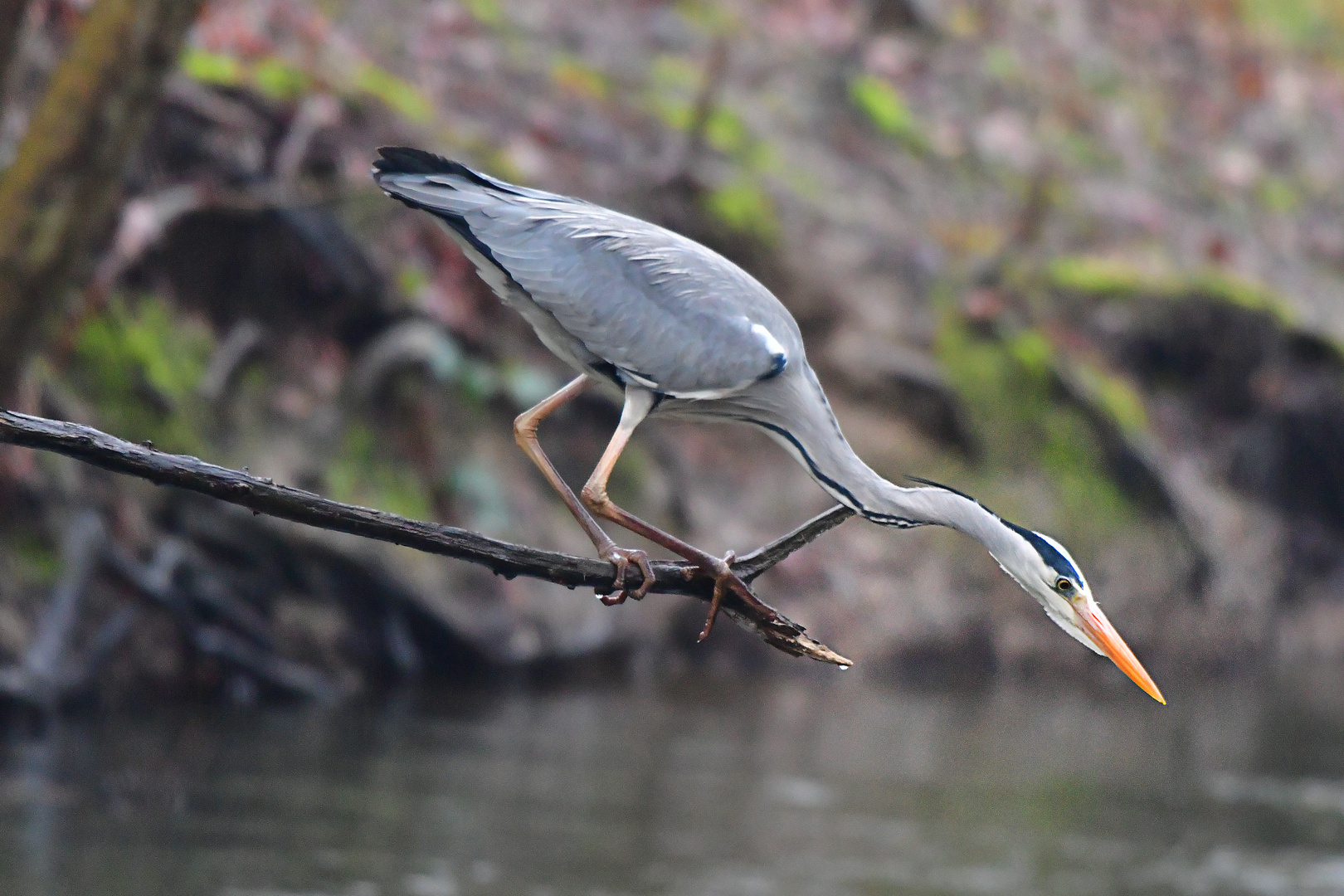 Reiher auf der Jagd