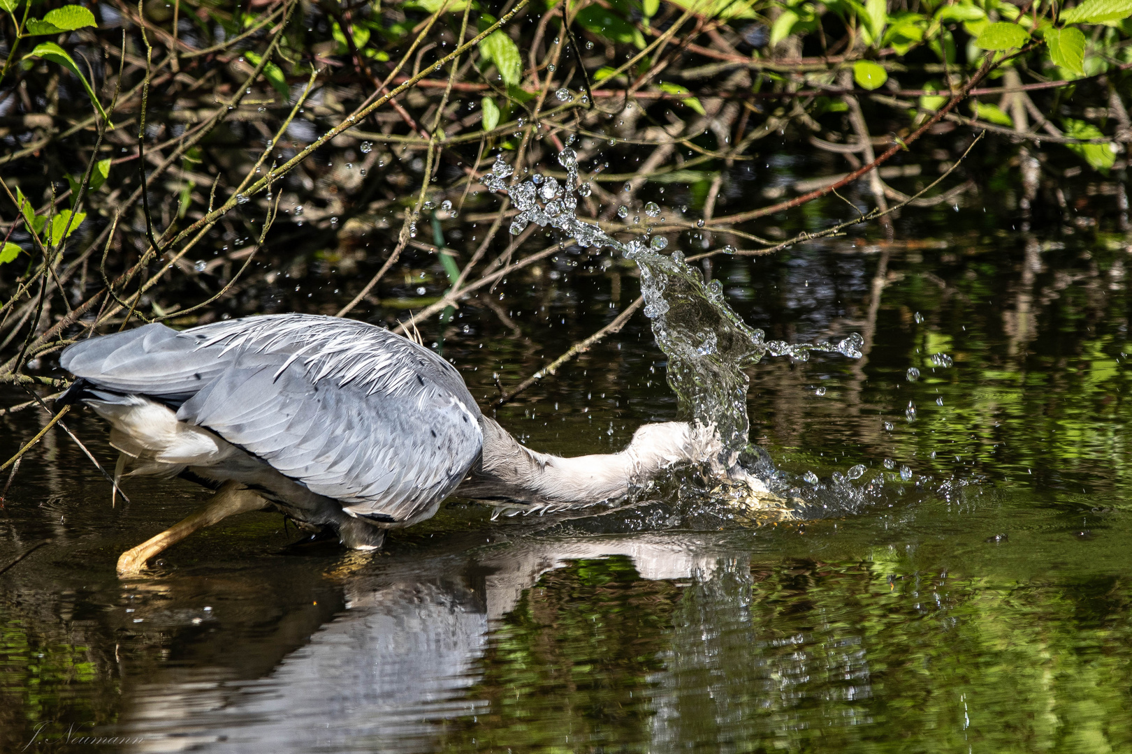 Reiher auf der Jagd