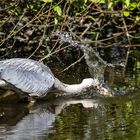 Reiher auf der Jagd