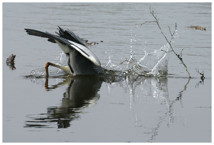 Reiher auf der Jagd