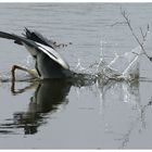 Reiher auf der Jagd