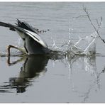 Reiher auf der Jagd