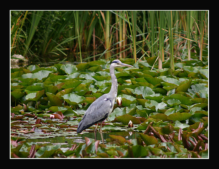 Reiher auf der Jagd