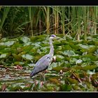 Reiher auf der Jagd