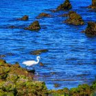 Reiher "auf der Jagd" am Starnd von Puerto del Carmen auf Lanzarote