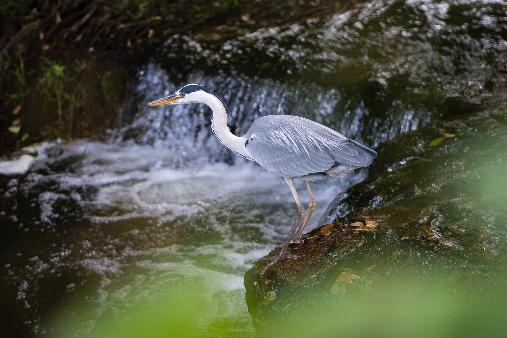 Reiher auf der Jagd