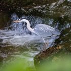 Reiher auf der Jagd