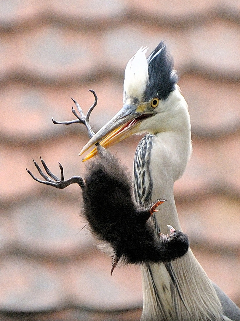 Reiher auf der Jagd