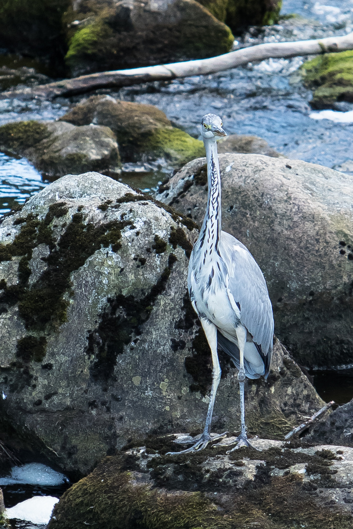 Reiher auf der Jagd