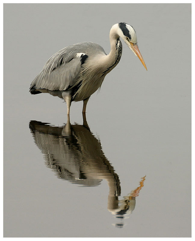 Reiher auf der Jagd III