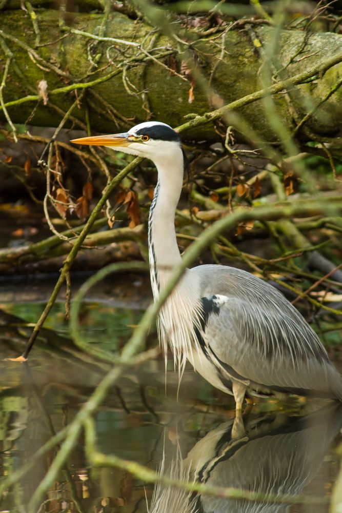 Reiher auf der Lauer