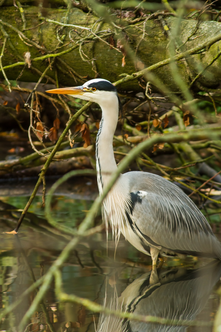 Reiher auf der Lauer