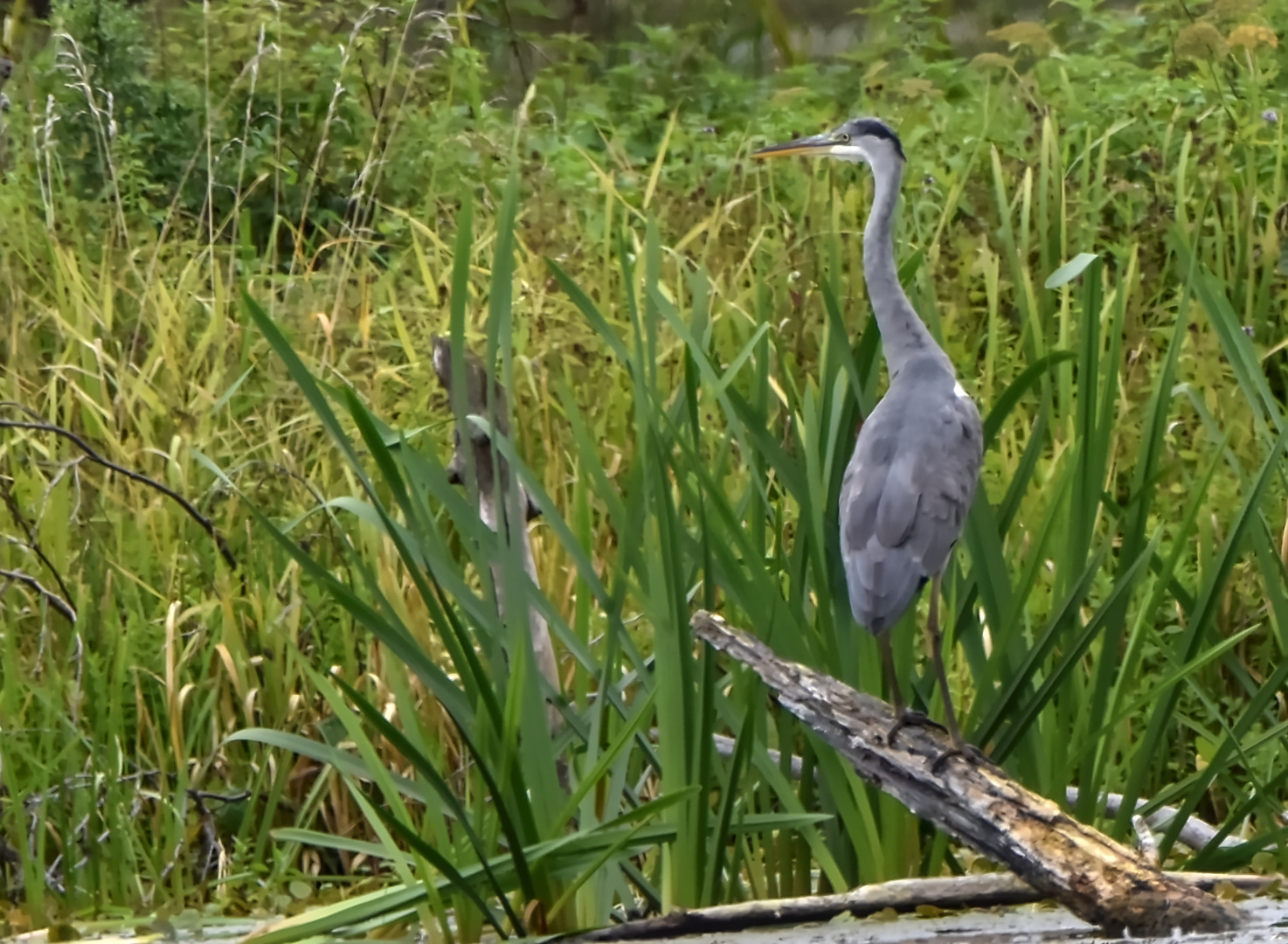 Reiher auf der Lauer