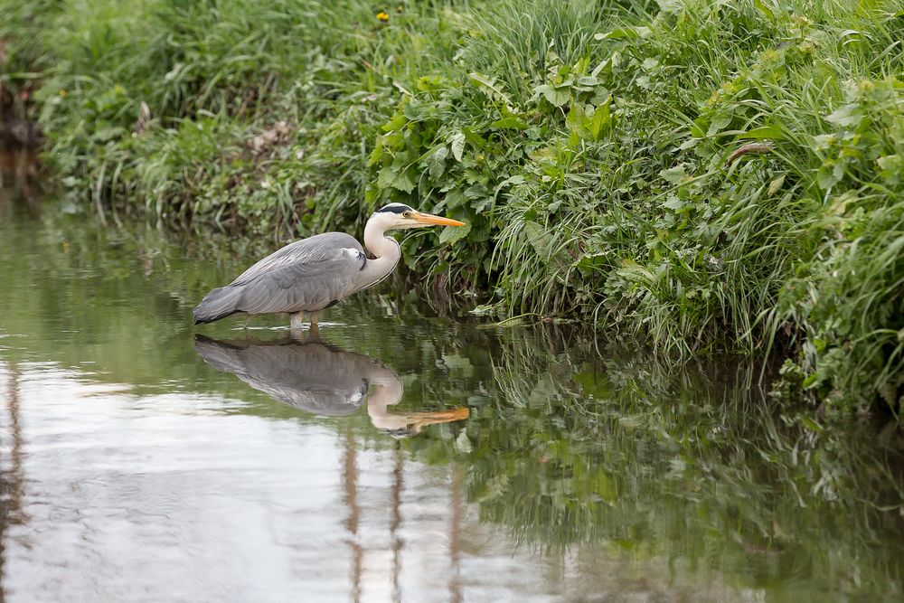 Reiher auf der Lauer