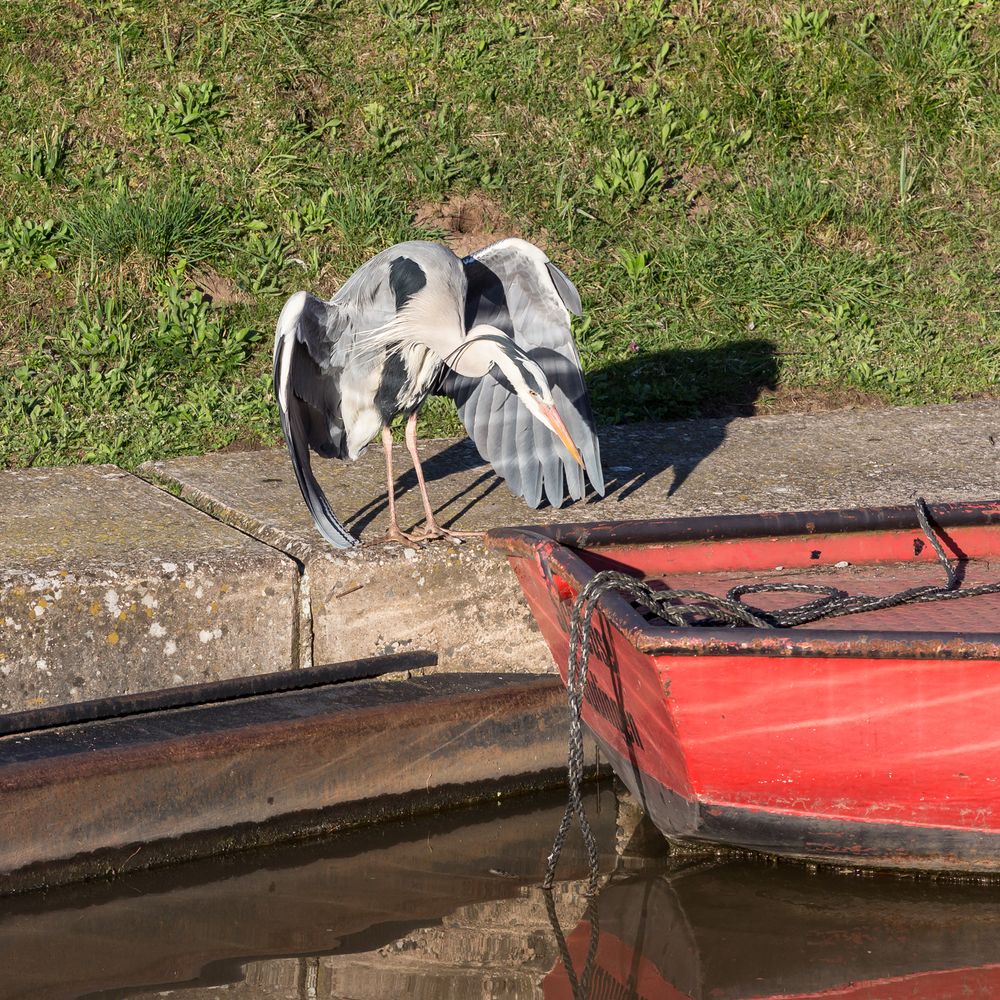 Reiher auf der Lauer