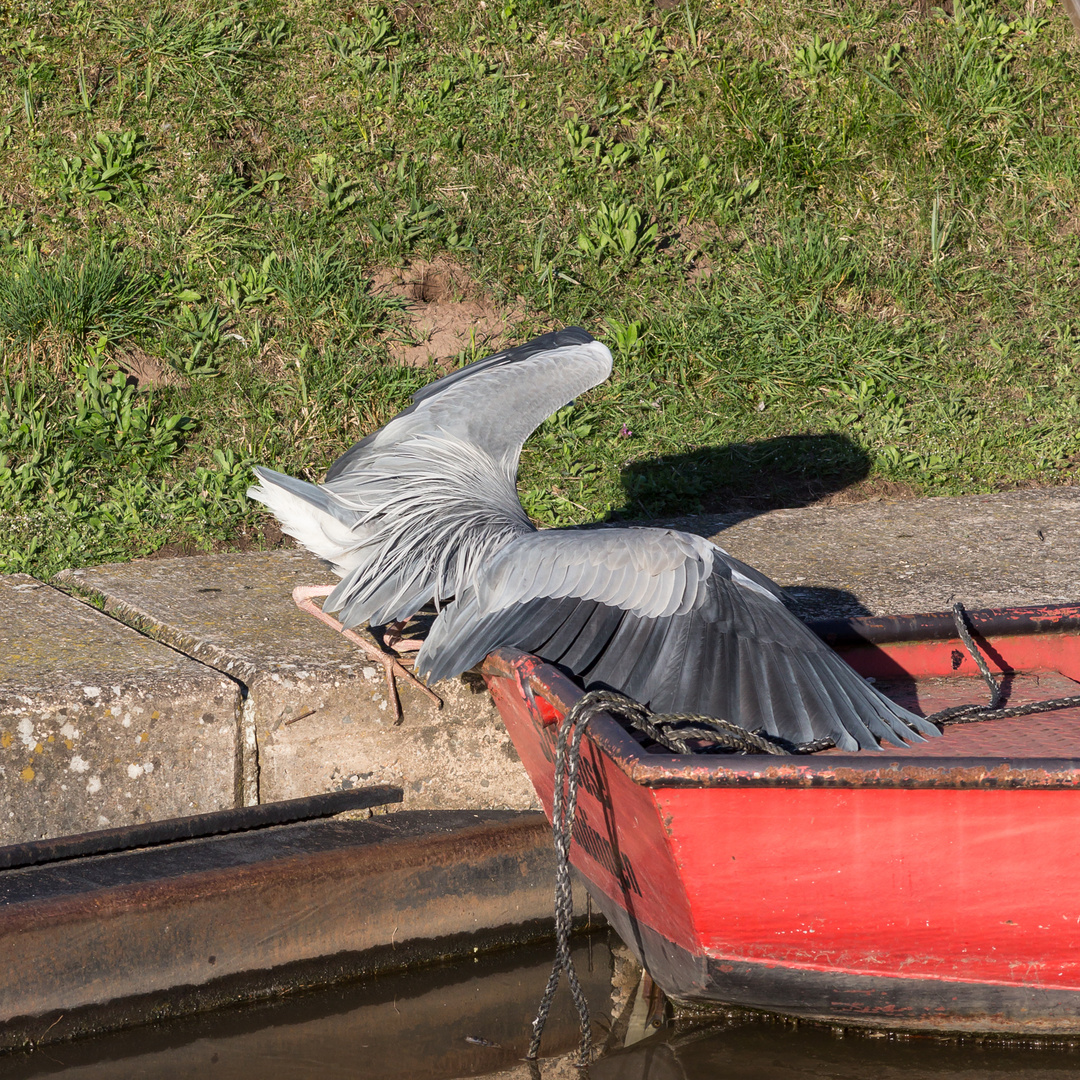 Reiher auf der Lauer I