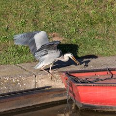 Reiher auf der Lauer II