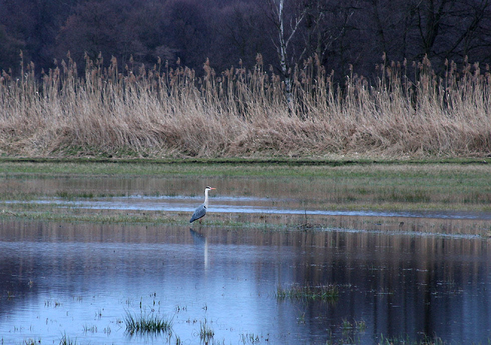 Reiher auf der Lauer im Regenwasser