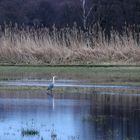 Reiher auf der Lauer im Regenwasser