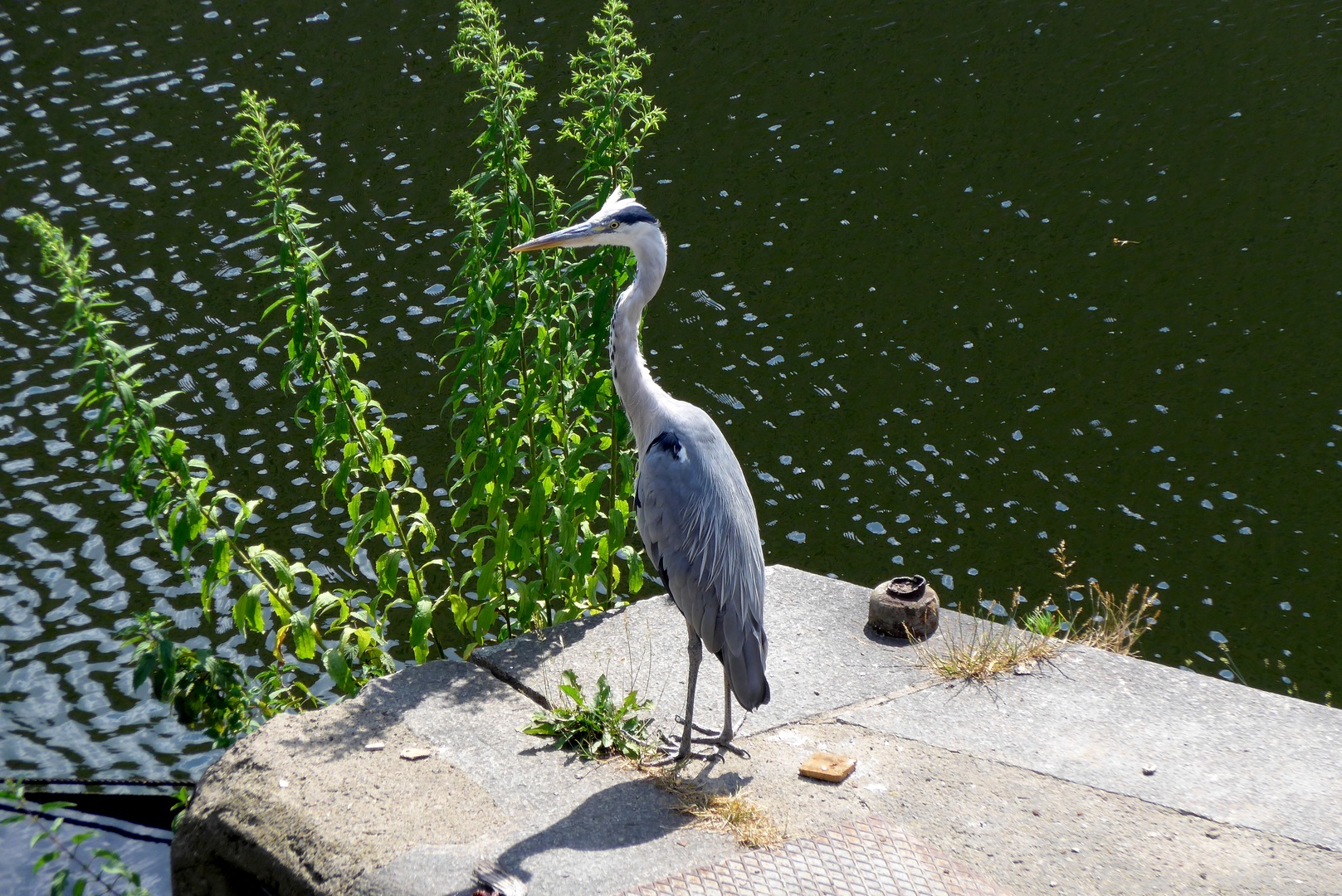 Reiher auf der Spree