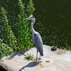 Reiher auf der Spree