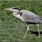 Reiher auf der Wiese