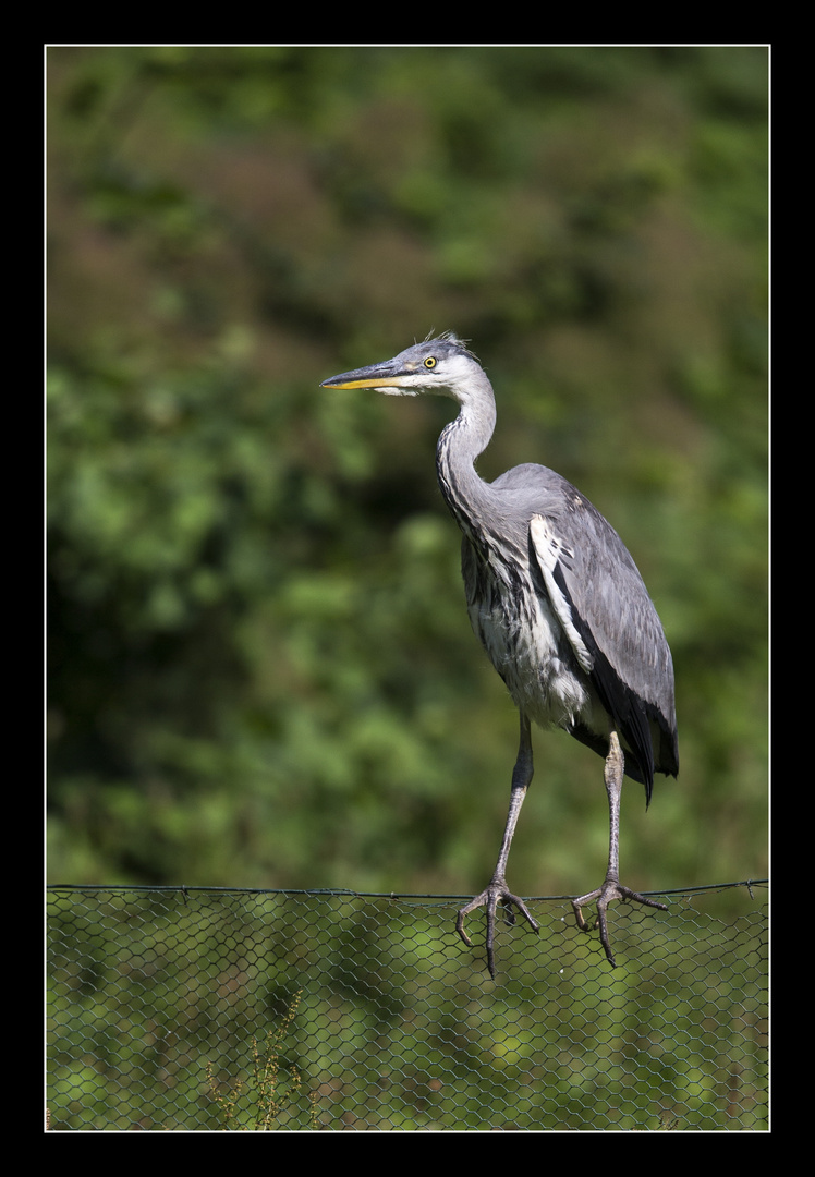 Reiher auf einem Zaun