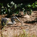 Reiher auf Fuerteventura