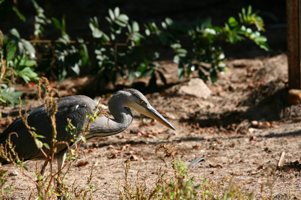 Reiher auf Fuerteventura