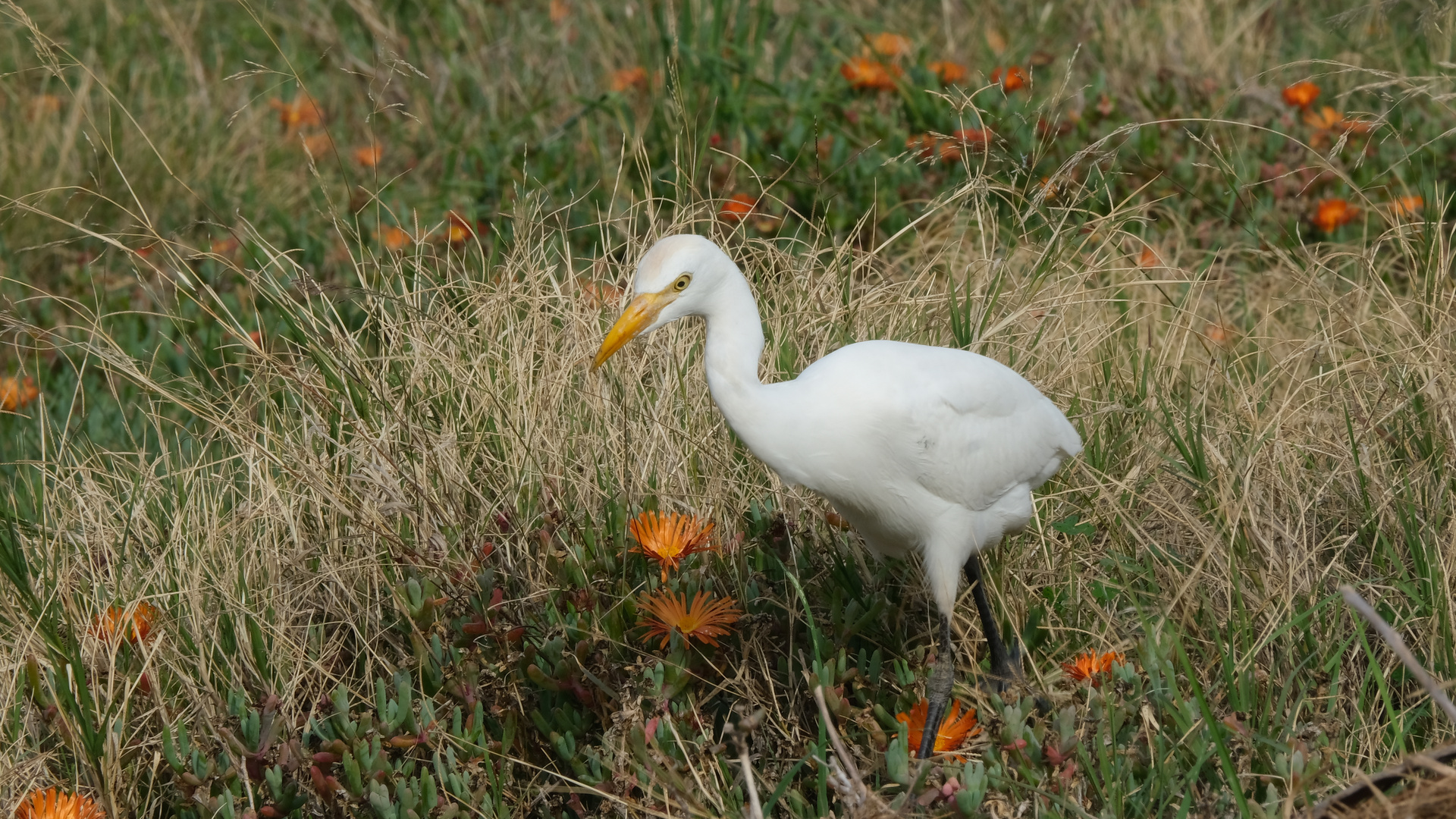 Reiher auf Futtersuche