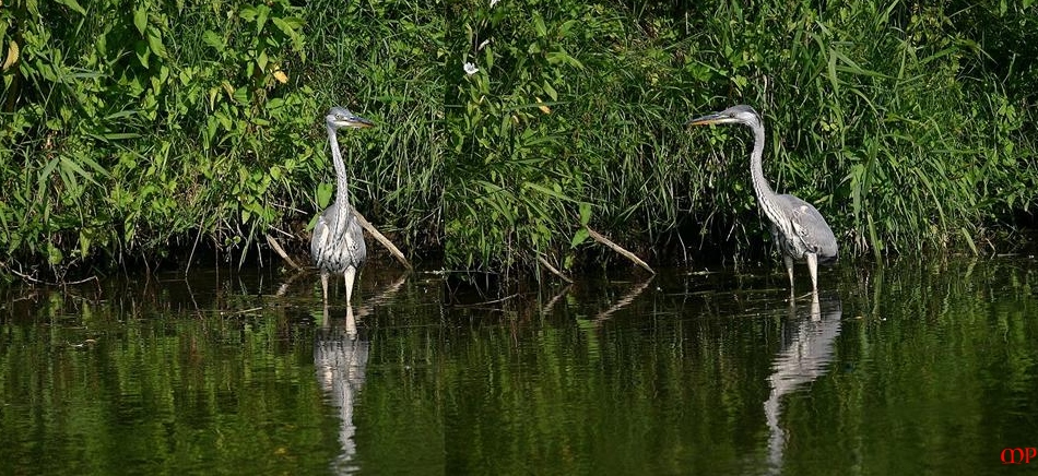 Reiher  auf Futtersuche in der Unstrut