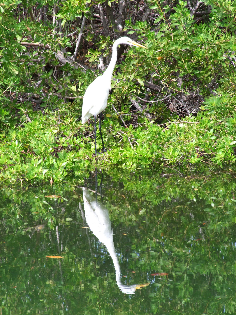 Reiher auf Key West