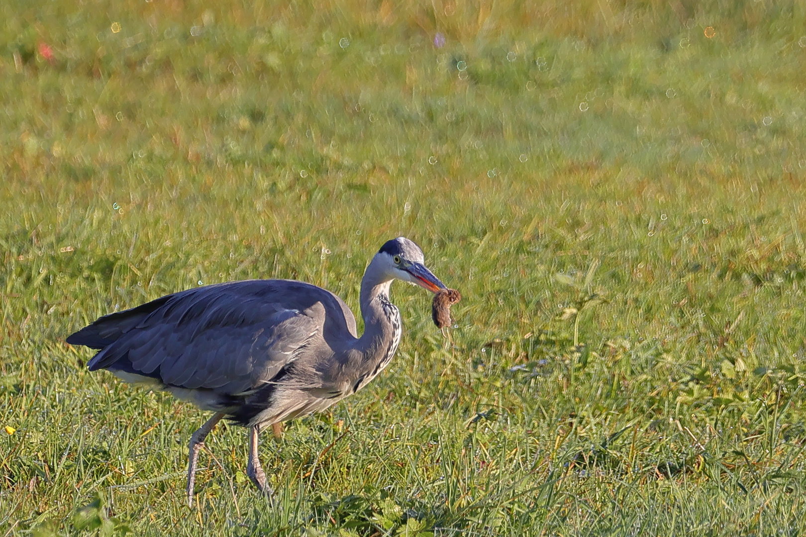 Reiher auf Mäusejagd