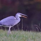 Reiher auf Mäusejagd 5