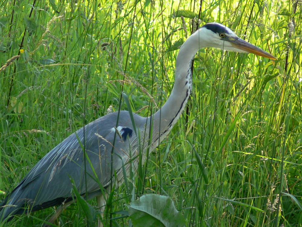 Reiher auf Nahrungssuche