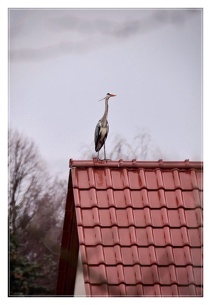 Reiher auf rotem Dach Foto & Bild | tiere, wildlife, wild lebende vögel