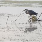 Reiher auf schwimmender Insel, Dienstag ist Spiegeltag