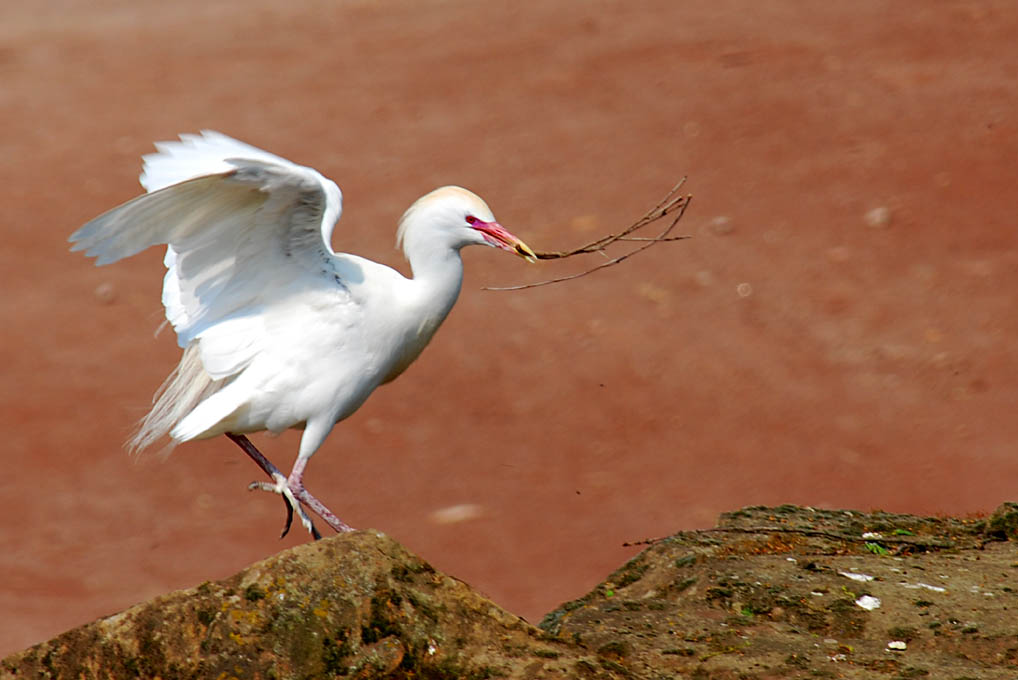 Reiher-Ballett...