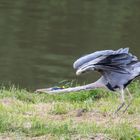 Reiher bei der Gymnastik