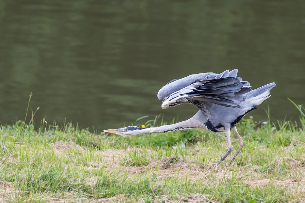 Reiher bei der Gymnastik