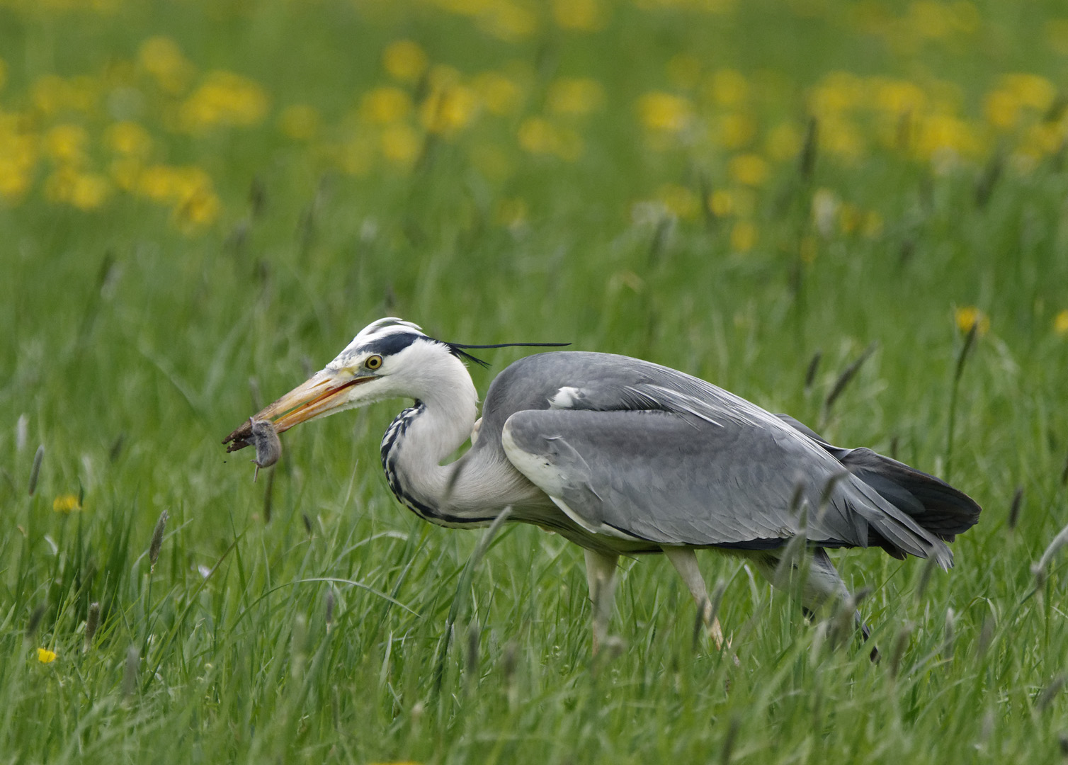 Reiher bei der Jagd