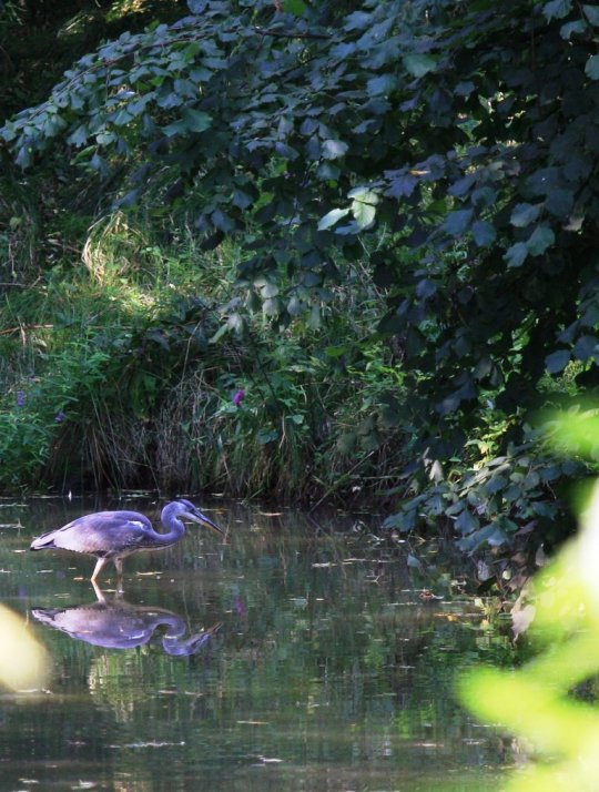 Reiher bei der Landhofmühle