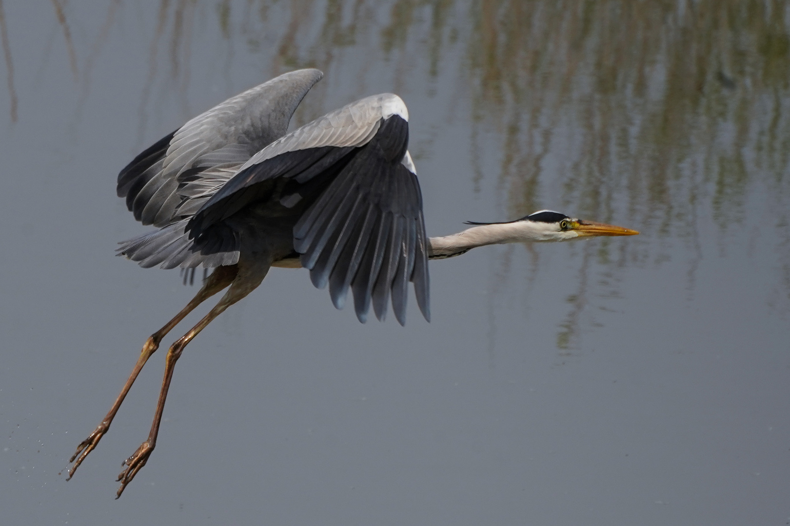 Reiher beim Abflug