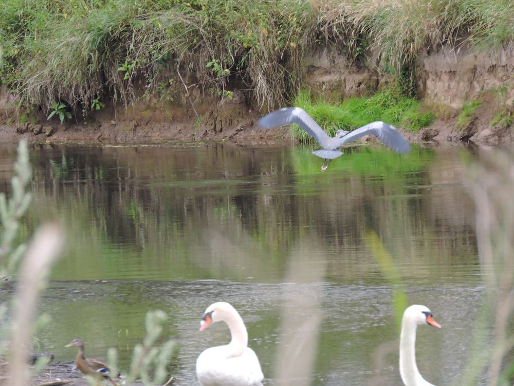 Reiher beim Abflug.