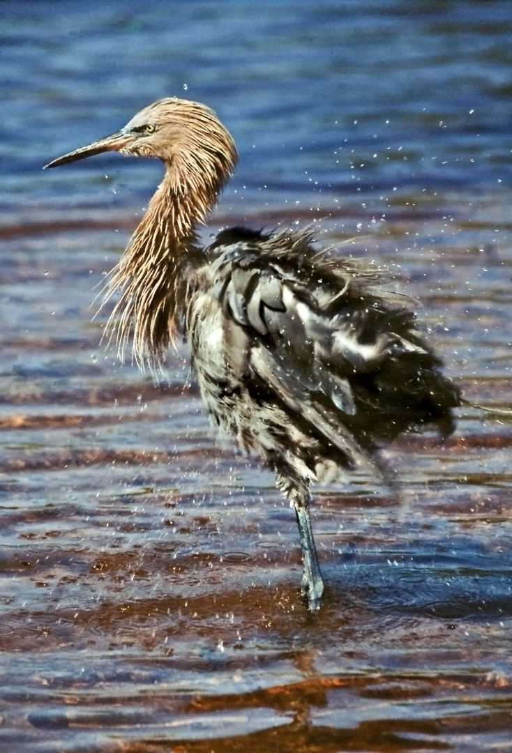 Reiher beim baden